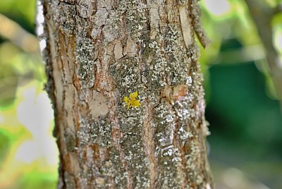 Acer negundo 'Odessanum'- javor jasanolistý - borka